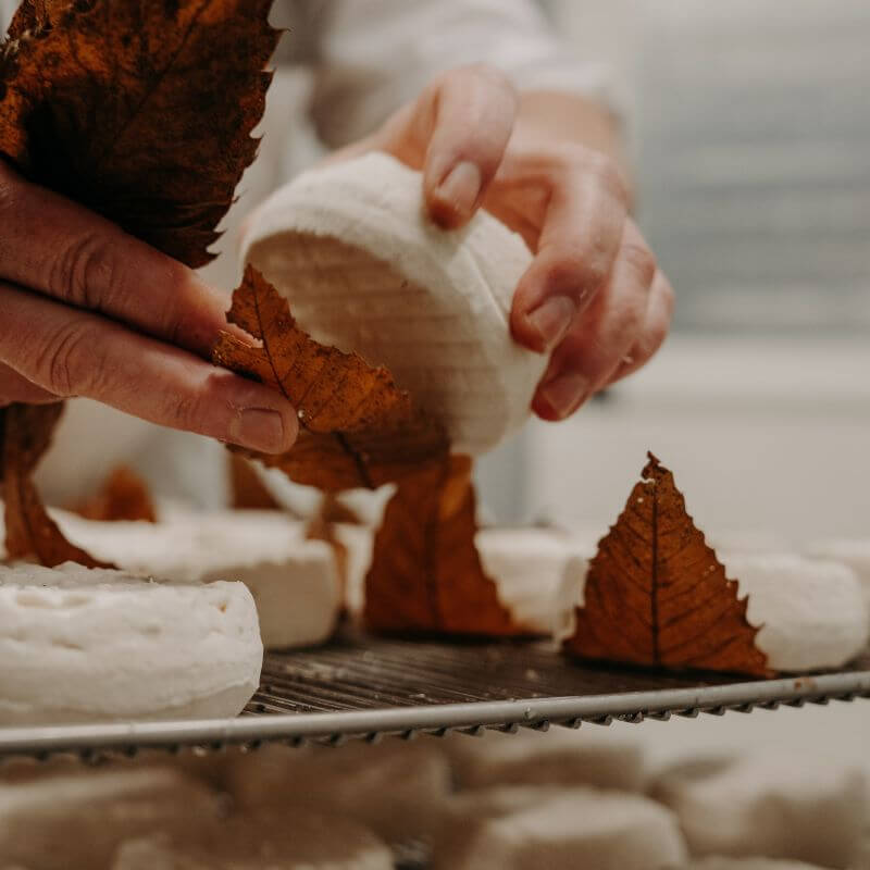 productrice de mothais sur feuille disposant les fromage au lait cru sur une feuille de châtaignier