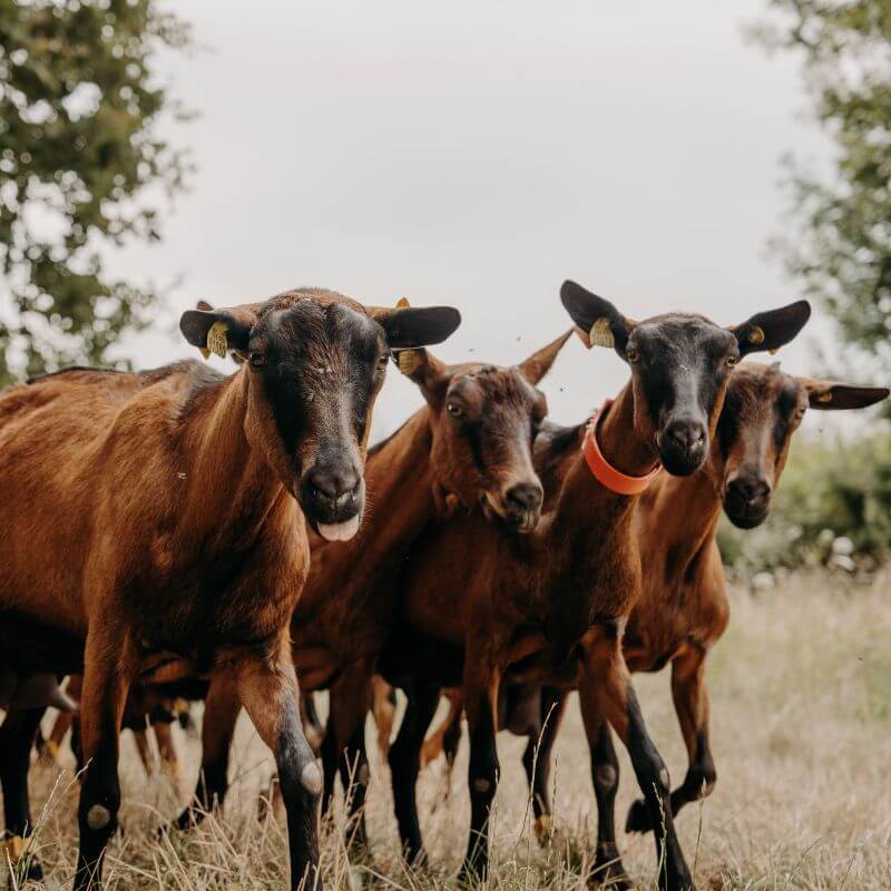 chèvres dans une patûre sur une exploitation laitière