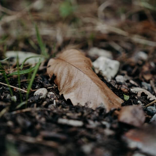 feuille de chataignier sur laquelle est affiné le mothais sur feuille